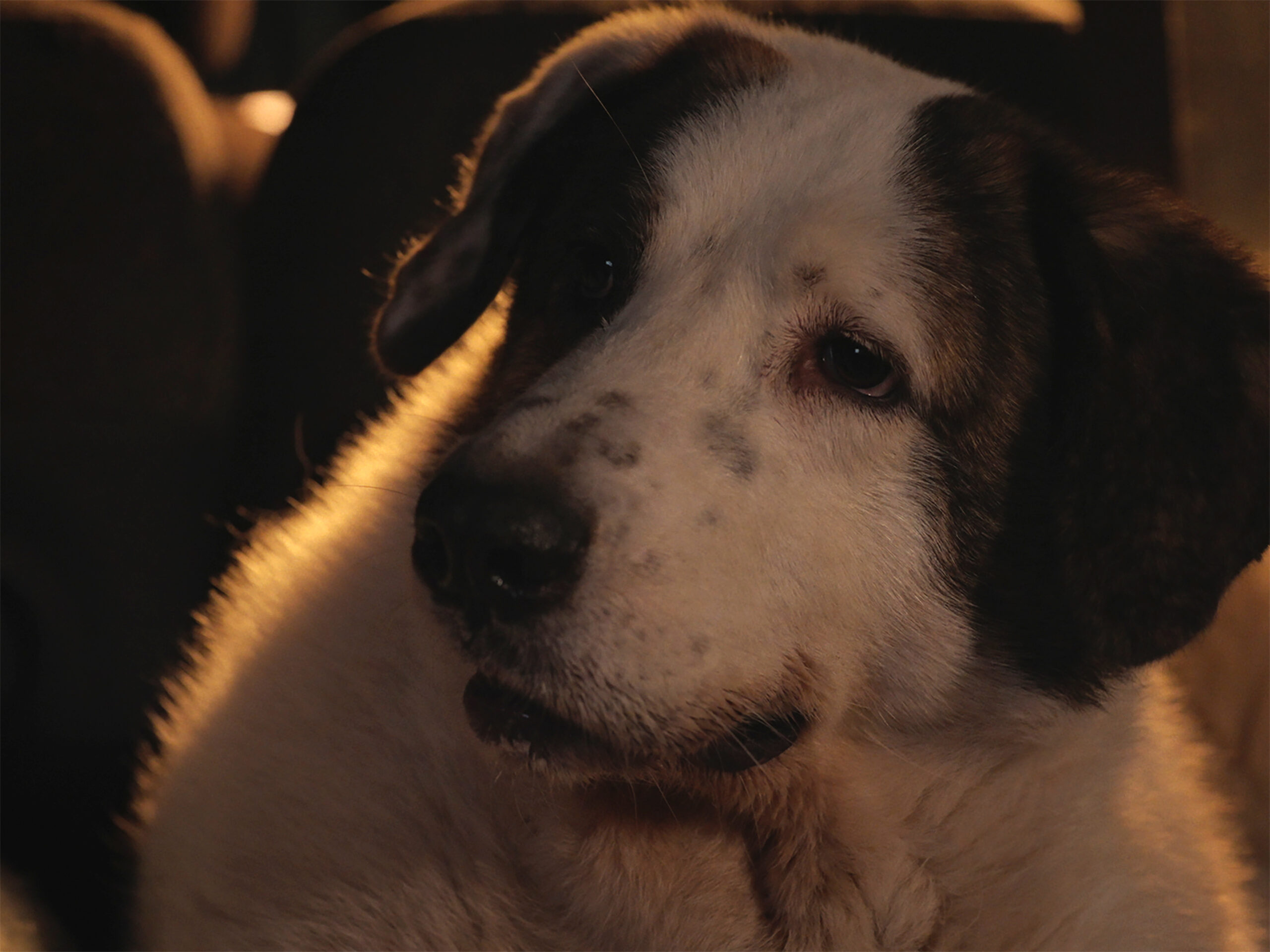 Le Colloque des Chiens